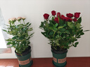 帶花苞玫瑰花盆栽 鉆石玫瑰四季開花觀花綠植室內(nèi)陽臺(tái)庭院帶盆栽好四季開花 深粉玫瑰 【4棵帶盆栽好】 曬單實(shí)拍圖