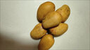 枝遙（ZHIYAO）正宗海南小臺(tái)農(nóng)10斤芒果新鮮水果小臺(tái)芒雞蛋 黃芒樹(shù)上熟香甜當(dāng)季 小臺(tái)芒  精選3斤小果 曬單實(shí)拍圖