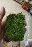 令箭荷花荷花令箭 孔雀仙人掌嫁接蟹爪蘭曇花當年開花盆栽花卉 令箭一盆4株 曬單實拍圖