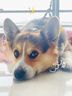 嘟可親柯基專用狗狗沐浴露寵物幼犬香波小狗洗澡除臭止癢浴液狗子沐浴乳 500ml 1瓶 曬單實拍圖