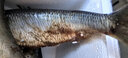 青魚(yú)東北沙丁魚(yú)新鮮海鮮深海冷水魚(yú)懶人之寶鯡魚(yú)整箱 凈重5斤(帶籽或油) 單條7-8兩 曬單實(shí)拍圖