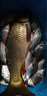 川澤高靈敏鯽魚漂綜合野釣競技魚漂小碎目醒目加粗漂浮抗風浪大物浮標 4-3細尾鯽魚漂 長42CM吃鉛2.1g NA納米全水域綜合漂 曬單實拍圖