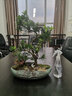 自然空間羅漢松盆栽蘇廊S造型客廳辦公綠植盆景植物+鶴+房+橋 源頭直發(fā) 曬單實拍圖