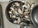 釣魚(yú)王 野攻天下釣魚(yú)魚(yú)餌一包搞定通用鯽魚(yú)鯉魚(yú)草魚(yú)淡水魚(yú)打窩搓餌餌料 底窩800g×1包 曬單實(shí)拍圖