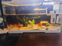 最萌魚缸水族箱客廳帶蓋透明家用小型生態(tài)創(chuàng)意造景辦公室桌面缸金魚缸 30.5*18.5*18.5【雙面水晶蓋】 曬單實(shí)拍圖
