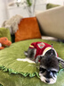 ISPET寵物衣服秋冬裝毛衣泰迪比熊小型犬柴犬西高地長毛領開衫毛衣 藍色 L 建議體重10-16斤 曬單實拍圖