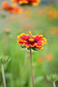 七工匠60mm F2.8二代1:1倍超微距昆蟲(chóng)花卉適用于E口XF口Z50 ZFC M200 A6400 6700 ZVE10 xt5 xt50 Z30 黑色 尼康Z口 曬單實(shí)拍圖