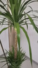 手耕田龍血樹(shù)大型室內(nèi)盆栽多頭龍須樹(shù)綠植客廳辦公室龍鐵樹(shù)植物造型盆景 80的人選擇雙層龍血樹(shù)高160-180 含盆 曬單實(shí)拍圖