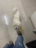 阿莫爾寵物狗狗玩具磨牙耐咬發(fā)聲慘叫雞中大型犬泰迪幼犬小狗飛盤 虧本款十件套 曬單實拍圖