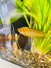 云峰海瑞 鼠魚(yú)清潔魚(yú)熱帶觀(guān)賞魚(yú)清缸除藻工具魚(yú) 底棲魚(yú)類(lèi)水族寵物工具魚(yú) 黃金胡子3-4厘米3條裝 曬單實(shí)拍圖