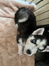 咯咪純種哈士奇幼犬活體寵物狗二哈小狗崽三把火藍(lán)眼西伯利亞雪橇犬 寵物級  公 曬單實拍圖