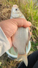 久巖 孔雀羽魚漂高靈敏抗流水浮漂加粗醒目黑坑浮漂輕口鯽魚漂 Y02 野釣鯽魚漂(鉛1.5-1.9g) 3號 曬單實拍圖