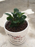 一名花匠青葉碧玉花豆瓣綠 綠植盆栽花卉室內植物 辦公室小盆栽 豆瓣綠(原盆) 不含盆 曬單實(shí)拍圖