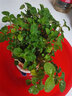仟草集吊蘭綠植盆栽室內盆栽花卉綠植物花卉盆栽土培水培吊蘭 不含盆 吸毒草整盆苗 曬單實(shí)拍圖