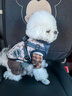 MOEPIE狗狗衣服秋冬款西高地博美雪納瑞比熊小狗冬季保暖胸背外套 寶藍色 S（推薦4-6斤狗狗） 曬單實(shí)拍圖