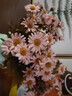黛莉森 仿真花 假花 秋色小雛菊洋甘菊花束干花絹布家居裝飾花客廳茶幾餐桌花假花擺件道具插花每束9朵花 3束9頭小雛菊/秋粉 曬單實拍圖