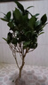 十八學(xué)士茶花樹(shù)苗盆栽茶花帶花苞茶花山茶花苗重瓣耐寒室內外植物 十八學(xué)士6年苗/花苞季節花苞發(fā)貨 曬單實(shí)拍圖