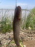 川澤蘆葦夜光漂短腳長(zhǎng)身電子魚(yú)漂底釣羅非鯽魚(yú)鯉魚(yú)高靈敏黑坑競(jìng)技浮漂 FZ-02 吃鉛1.25 大小鯽魚(yú) 316電池蘆葦夜光漂 曬單實(shí)拍圖