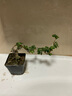 吸水石上水石盆景假山珍珠草 植物金錢麻陸地生小草綠植攀爬喜水 懸崖小榆樹 曬單實拍圖