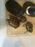 YEE龜糧烏龜飼料巴西龜草龜食物半水龜通用糧蝦干觀賞龜專用小烏龜糧 5.5鮮肉高鈣1380ml(440g) 曬單實拍圖