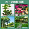 漫生活 植物生根粉500g樹(shù)木移栽扦插 強力快速生根粉 綠植花卉生長(cháng)劑 曬單實(shí)拍圖