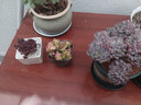 兩腿跑多肉植物帶盆栽好精品小老樁多頭盆栽錢(qián)串太陽(yáng)花紅唇鹿角海棠葡萄 小球玫瑰(群生) 白瓷盆6.5cm栽好發(fā)貨 曬單實(shí)拍圖