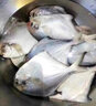 皮小鮮青島深海捕撈銀野生銀鯧魚(yú) 4斤白鯧魚(yú)平魚(yú)晶魚(yú) 新鮮速凍發(fā)貨 2斤【實(shí)惠】4斤裝（每斤5-6條） 曬單實(shí)拍圖