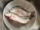 品鮮肴淡水魚(yú)土鯽魚(yú)鮮活魚(yú)現殺漁民野外自然捕獲生鮮水產(chǎn)湖鮮凈膛去內臟 鮮活宰殺4-6條 800g（三去凈重） 曬單實(shí)拍圖