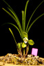 德沃多肥料兰花营养土专用15L园艺种植基质土养花土盆栽种植土蝴蝶兰墨兰土 实拍图
