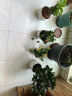 泰西丝长寿花盆栽花苗花卉室内好养植物  橙色长寿花+梅兰好合陶瓷盆 实拍图