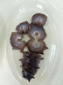 珍品堂 即食海參1500g 鮮食海參 大連遼參 家庭囤貨 高端滋補(bǔ) 開(kāi)袋即食 3斤囤貨裝（30-36只）贈(zèng)15袋鮑汁 曬單實(shí)拍圖