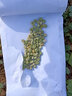 特大甜豌豆種子甜脆可生吃菜豌豆大莢青豆甜豌豆耐寒秋冬蔬菜種子 甜脆豌豆5包200粒 曬單實(shí)拍圖