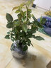 多花薔薇花苗藤本月季大花濃香庭院爬藤植物花卉盆栽陽臺(tái)玫瑰四季 瑞典女王 四季開花 大花 精品大苗1.2-1.3米高當(dāng)年開花 曬單實(shí)拍圖