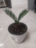 苗彩園藝庭院大型鐵樹(shù)盆景 鐵樹(shù)苗 小蘇鐵 鐵樹(shù)苗植物盆栽蘇鐵苗大鐵樹(shù)庭院陽(yáng)臺室內綠植四季常青耐寒耐熱 球徑3-4厘米鐵樹(shù) 不含盆 曬單實(shí)拍圖