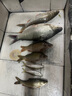 LUCKY SEVEN 7幸運(yùn)7土鯪餌料專攻鯪魚鯽魚套餐香味腥味奶香花生香魚餌赤尾青 免冰赤尾青120克2包 曬單實(shí)拍圖