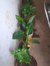 歆妍原盆原土君子蘭花苗盆栽苗室內客廳 當年開(kāi)花綠植花卉 翡翠 當年開(kāi)花8-10片葉（原盆原土） 曬單實(shí)拍圖