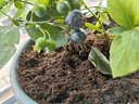 春枝韻藍莓樹(shù)苗盆栽地栽陽(yáng)臺庭院南方北方種植兔眼特大藍莓果苗當年結果 3年苗 曬單實(shí)拍圖
