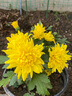 惜林園菊花帶花苞盆栽耐寒四季開(kāi)室內多頭千絲陽(yáng)臺庭院花卉植物乒乓菊 荷蘭菊黃色 不含盆帶花苞發(fā)貨 曬單實(shí)拍圖