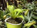 捕蠅草豬籠草植物食蠅草趣味室內盆栽z6 豬籠草貴族--紅寶石--吸水盆 含盆 曬單實(shí)拍圖