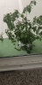 泰西丝绿植盆栽植物室内客厅绿植小盆景四季常青办公室小盆栽花卉 幸福树+螺纹盆 实拍图