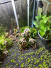 玩家寶貝水草泥亞馬遜種植泥黑泥水晶蝦泥小魚(yú)缸布景水草缸底沙含肥魚(yú)缸底 水草泥-2包（共4斤） 曬單實(shí)拍圖