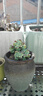 多肉植物組合盆栽小綠植花卉玉露大顆好養室內精品肉肉陽(yáng)臺喜光 香水羅琦  4-5頭  塑料盆栽好 曬單實(shí)拍圖