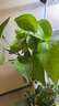 卉軒居水培植物室內(nèi)綠植四季水生好養(yǎng)活綠蘿富貴文竹芋白掌魚缸和魚共養(yǎng) 綠蘿6棵 不含盆 曬單實拍圖