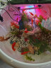 备能（BEINENG）日本黄粉鱼药+鱼乐宝鱼缸换水除氯净水剂 实拍图