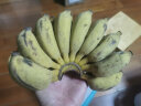 曜果广西香蕉 小米蕉   新鲜水果 生鲜 生果 小米蕉是小的 9斤 (需催熟后食用) 实拍图