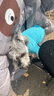 寵它星球 狗狗衣服秋冬夏季薄款法斗小狗春秋泰迪小型犬貓咪寵物T恤雪納瑞 湖蘭-T恤 XL(推薦16-19斤)柔軟舒適 曬單實(shí)拍圖