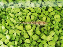 綠有意金邊吊蘭盆栽花卉植物室內(nèi)陽臺凈化空氣去甲醛小綠植水培垂吊客廳 金邊吊蘭早安盆*4盆【空氣清新器 帶盆栽好 曬單實拍圖