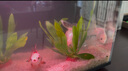 AIPHAROW精品泰獅金魚(yú)活魚(yú)獅子頭小金魚(yú)好養耐活易養活冷水包金元寶觀(guān)賞苗 7-8cm精品娃娃臉混搭泰獅5條 加 曬單實(shí)拍圖