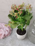 泰西丝长寿花盆栽花苗花卉植物 红色长寿花+梅兰好合陶瓷盆 实拍图