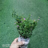 御卉閣 滿(mǎn)天星盆栽花苗辦公室陽(yáng)臺耐寒綠植花卉孔雀花居家綠植鮮花綠色觀(guān)賞植物好養 滿(mǎn)天星(不含盆) 曬單實(shí)拍圖